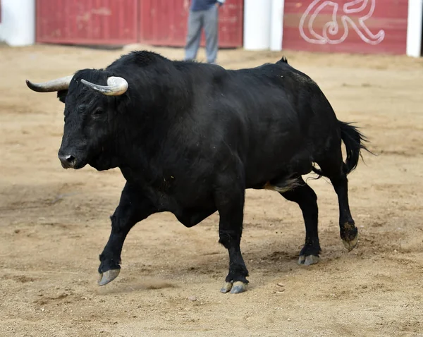 Taureau Noir Espagne Avec Grandes Cornes — Photo