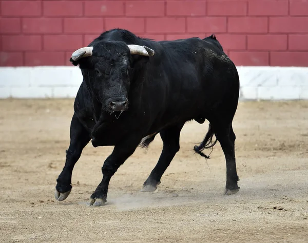 Toro Negro España Con Cuernos Grandes — Foto de Stock