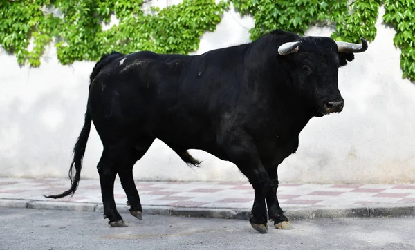 大きな角とスペインの黒牛 — ストック写真