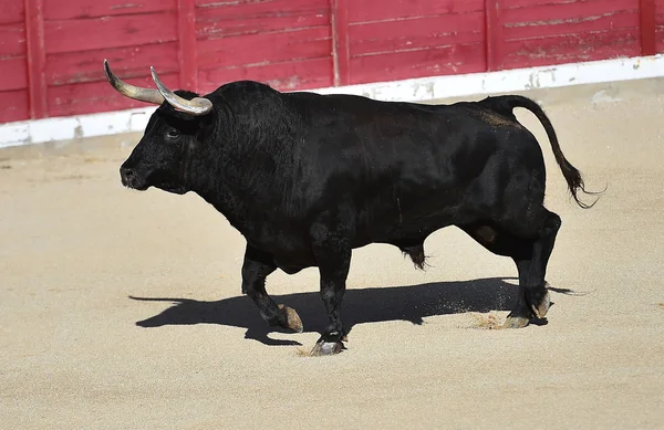 Bull Španělsku Velkými Rohy — Stock fotografie