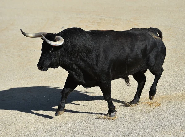 Taureau Espagne Avec Grandes Cornes — Photo