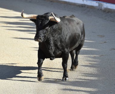 bullring İspanya İspanyol boğa