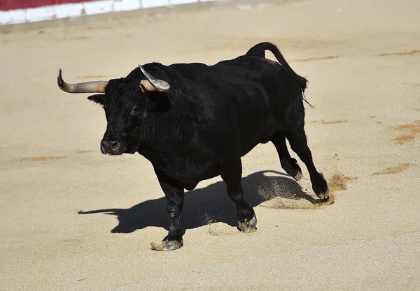 Touro Espanha Com Chifres Grandes — Fotografia de Stock