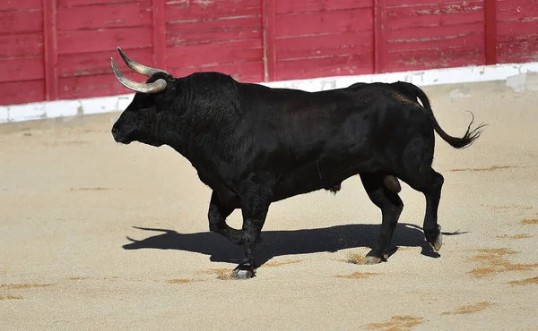 Bull Španělsku Velkými Rohy — Stock fotografie