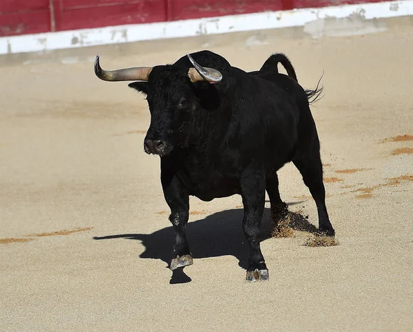 Toro España Con Cuernos Grandes —  Fotos de Stock