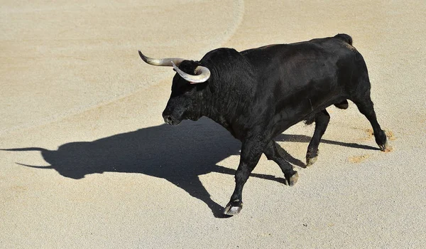 Tjuren Spanien Med Stora Horn — Stockfoto