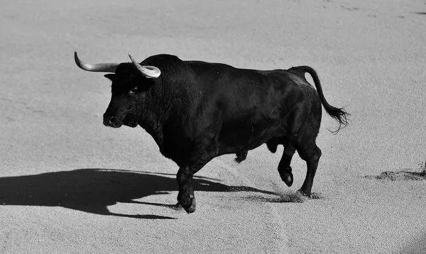 Bull Španělsku Velkými Rohy — Stock fotografie