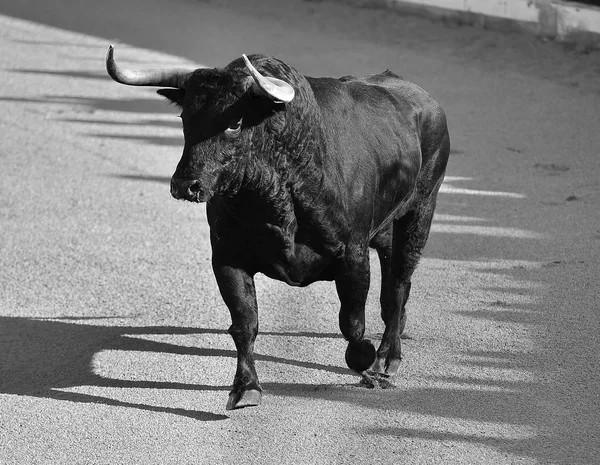 Tjuren Spanien Med Stora Horn — Stockfoto