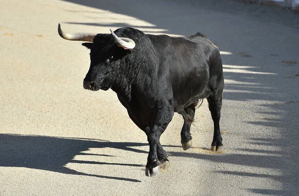 Tjuren Spanien Med Stora Horn — Stockfoto