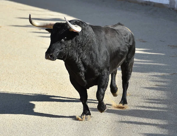 Tjuren Spanien Med Stora Horn — Stockfoto