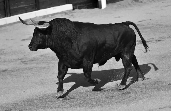 Touro Espanha Com Chifres Grandes — Fotografia de Stock