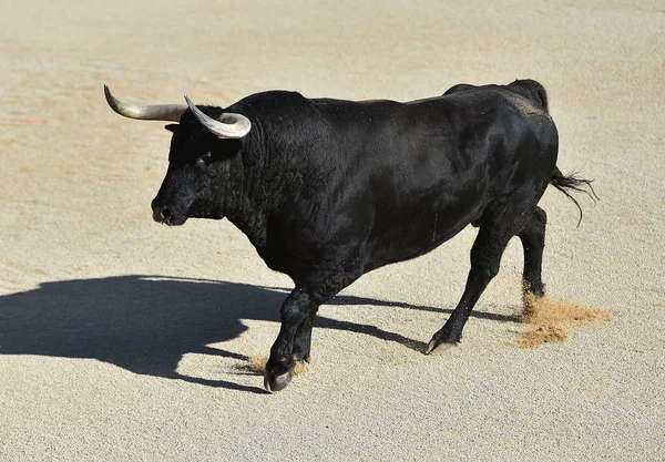 Ταύρο Στην Ισπανία Μεγάλα Κέρατα — Φωτογραφία Αρχείου