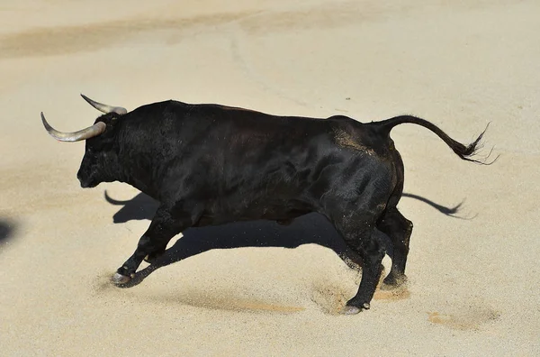 Spanska Tjuren Spanien Tjurfäktningsarena — Stockfoto