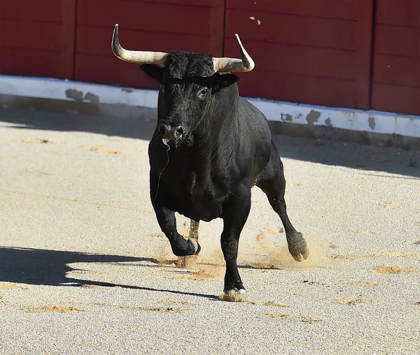 Taureau Espagnol Espagne Arène — Photo