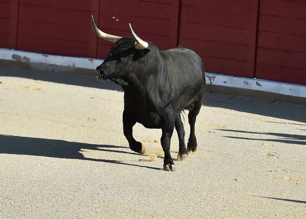 Taureau Espagnol Espagne Arène — Photo