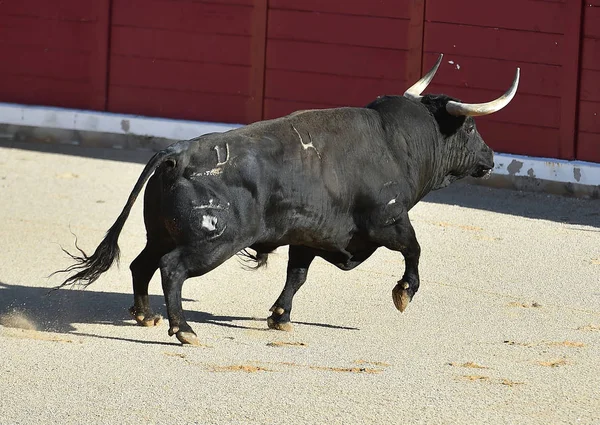 闘牛場のスペインのスペインの牛 — ストック写真