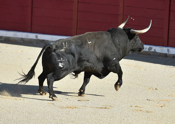 Toro Español España Plaza Toros —  Fotos de Stock