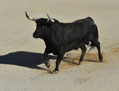 İspanya'ile büyük boynuzları boğa