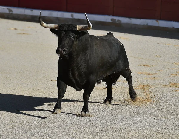 Hiszpański Byk Hiszpanii Areny Walki Byków — Zdjęcie stockowe
