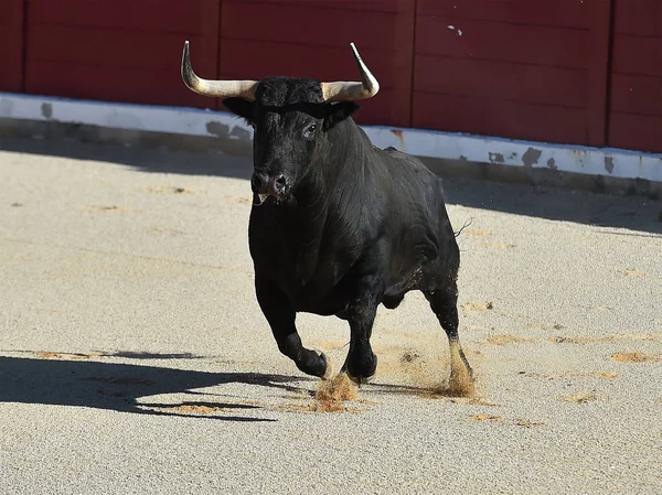 西班牙斗牛在西班牙斗牛场 — 图库照片
