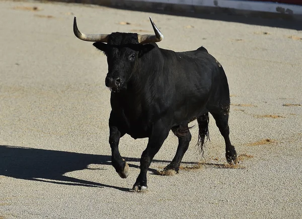 Ισπανικά Bull Στην Ισπανία Στην Αρένα Ταυρομαχιών — Φωτογραφία Αρχείου