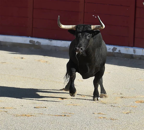 Ισπανικά Bull Στην Ισπανία Στην Αρένα Ταυρομαχιών — Φωτογραφία Αρχείου