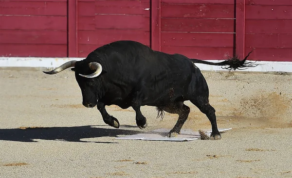 Spagnolo Toro Spagna Bullring — Foto Stock