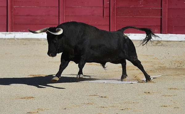 Toro Español España Plaza Toros —  Fotos de Stock