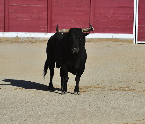 Toro Español España Plaza Toros —  Fotos de Stock