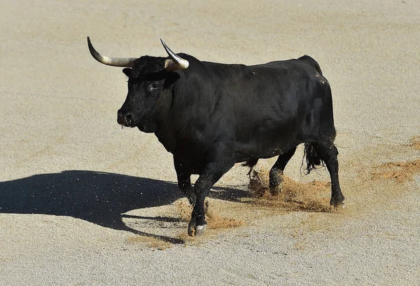 Taureau Espagnol Espagne Arène — Photo