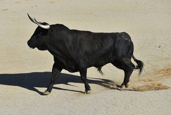 Spanish Bull Spain Bullring — Stock Photo, Image