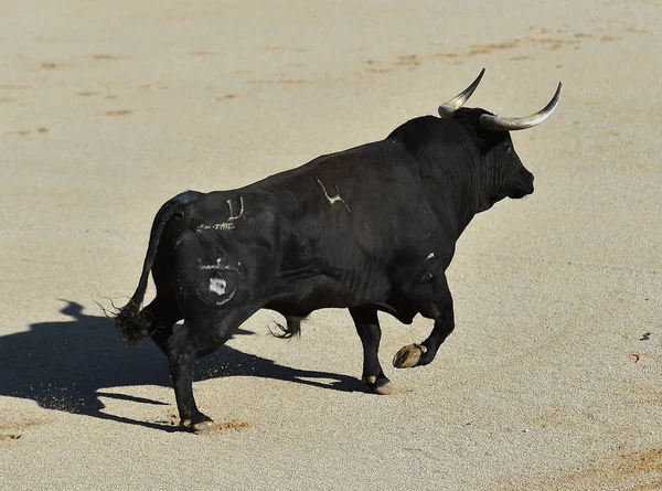 Bulle Spanien Mit Großen Hörnern — Stockfoto