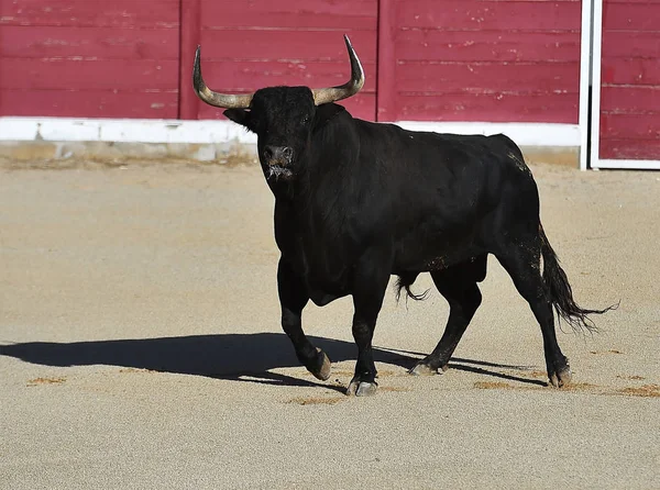 Bull Španělsku Velkými Rohy — Stock fotografie