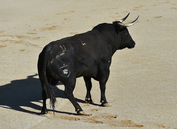 Tjuren Spanien Med Stora Horn — Stockfoto