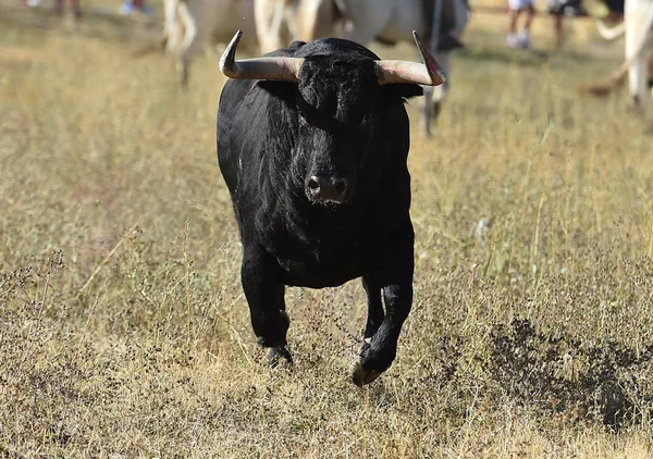 Bull Spain Big Horns — Stock Photo, Image