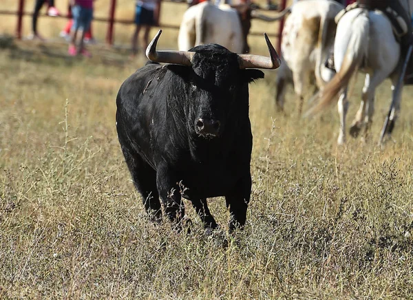 Taureau Espagne Avec Grandes Cornes — Photo