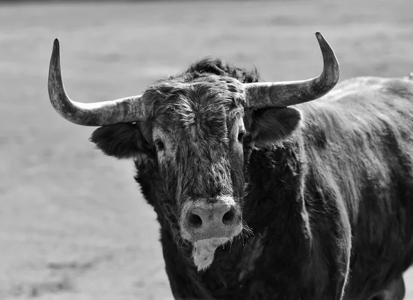 Toro Arrabbiato Spagna — Foto Stock