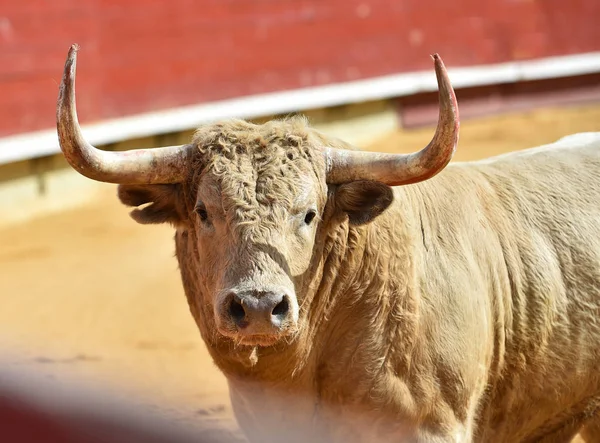 Touro Zangado Espanha — Fotografia de Stock