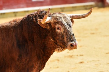 büyük boğa bullring İspanya çalıştırmak için