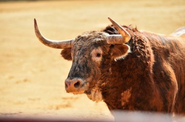 büyük boğa bullring İspanya çalıştırmak için