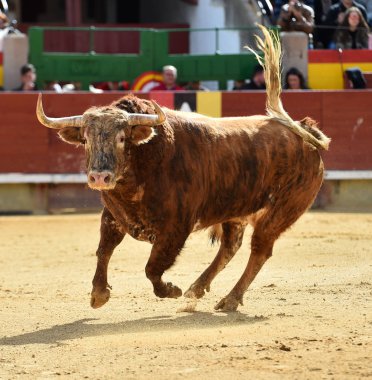 büyük boğa bullring İspanya çalıştırmak için