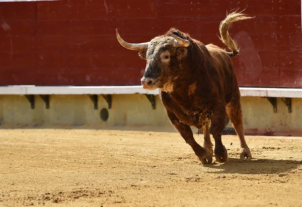 angry bull in spain