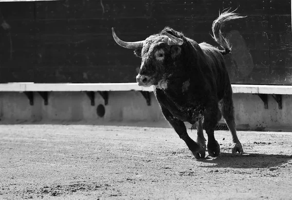 Nagy Bull Fut Bikaviadal Aréna Spanyolországban — Stock Fotó