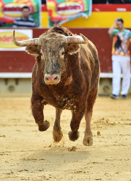 Grande Touro Correndo Touro Espanha — Fotografia de Stock