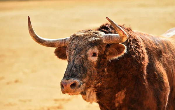 Nagy Bull Fut Bikaviadal Aréna Spanyolországban — Stock Fotó