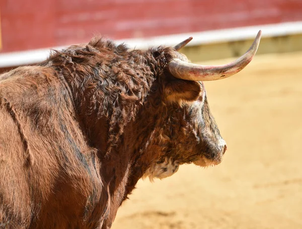 Großer Stier Läuft Stierkampfarena Spanien — Stockfoto