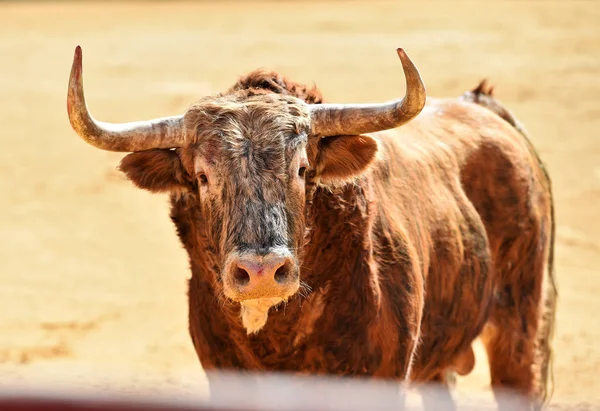 Velký Býk Aréně Španělsku — Stock fotografie