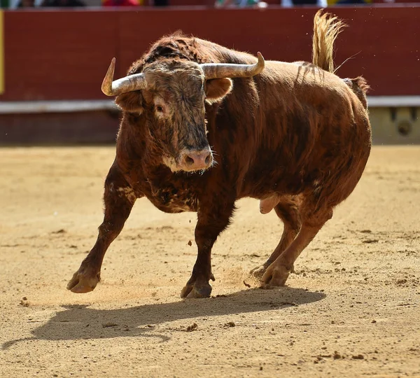 big bull running in bullring in spain