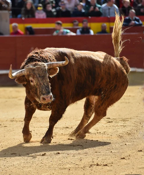 big bull running in bullring in spain