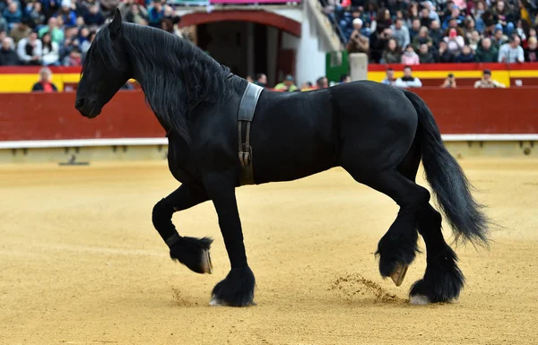 Großer Stier Läuft Stierkampfarena Spanien — Stockfoto